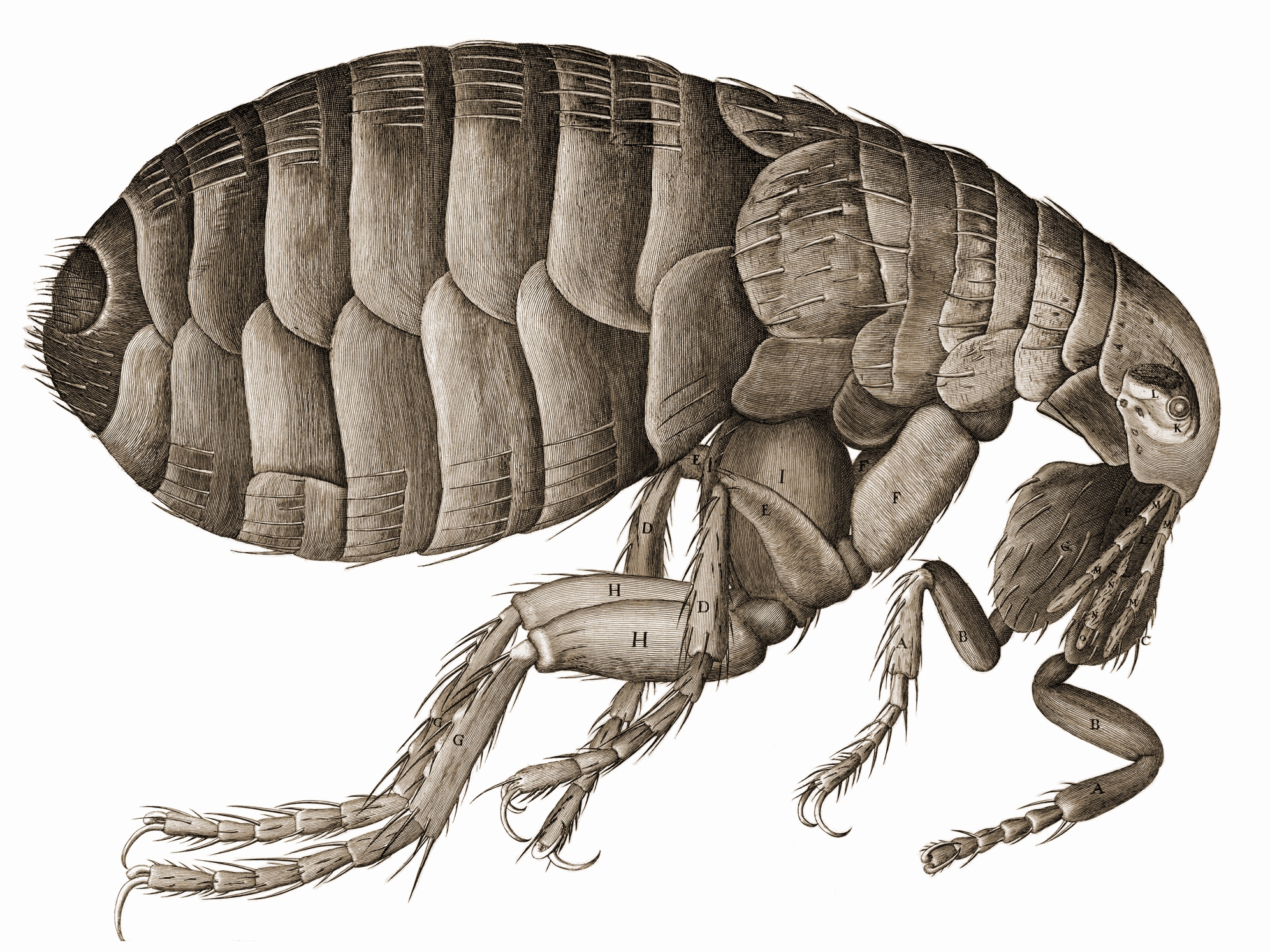 Hooke Flea - Wikipedia